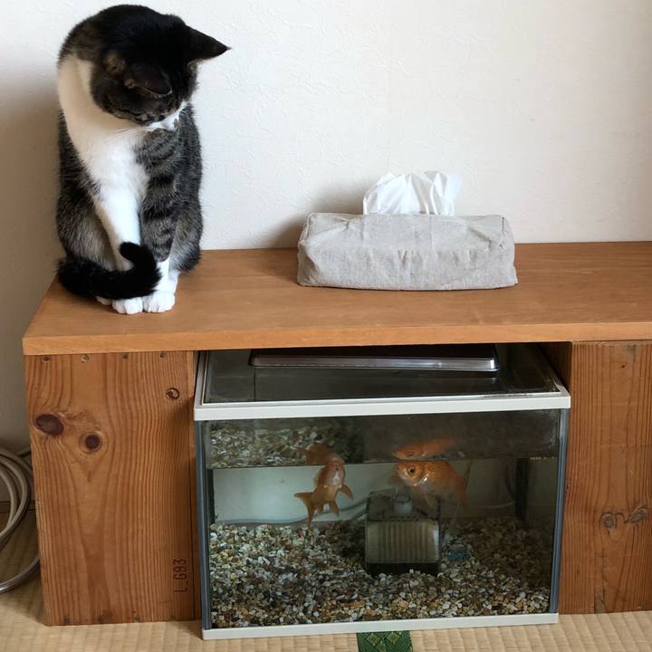 14d5914d 2411 4c3c b7ec 7966a470b9db 1522661022656