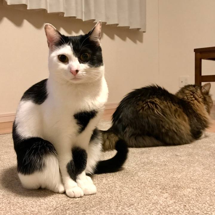 14d86320 862d 424a a76d d73b320377b3 1518523336394