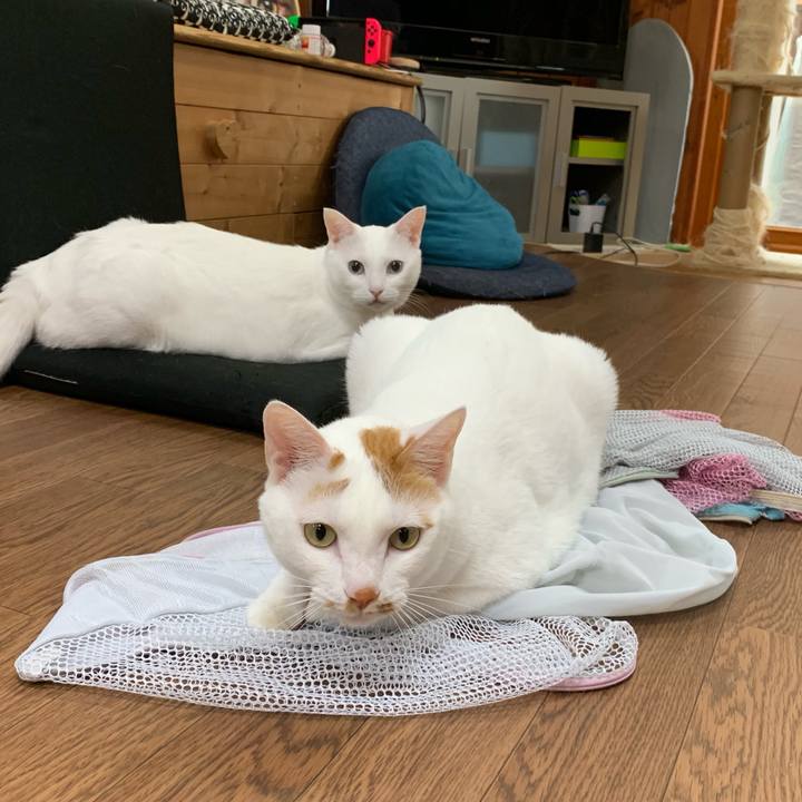 14d912dc f526 45ed be46 dafa35d9d160 1563941022518