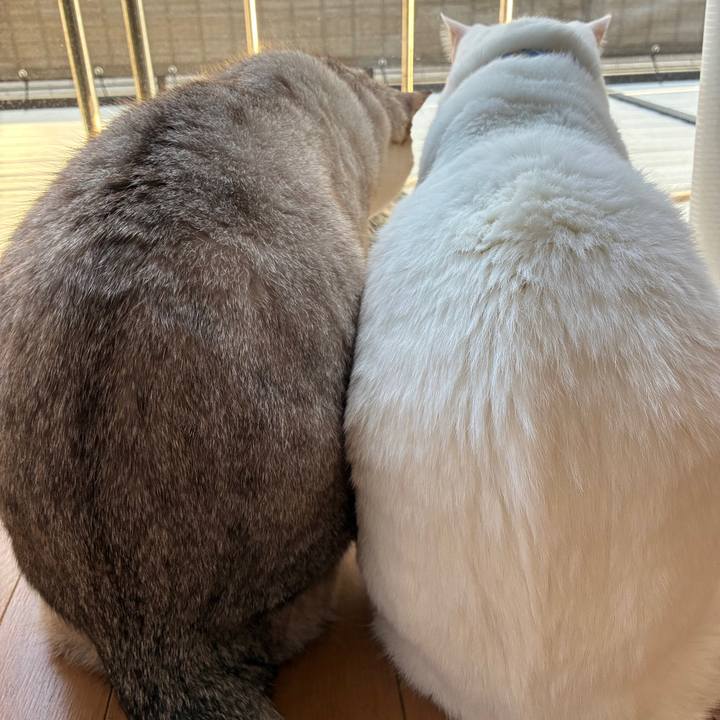 14e024d6 68cb 412b aebc 1a73242f87ec 1773740956177