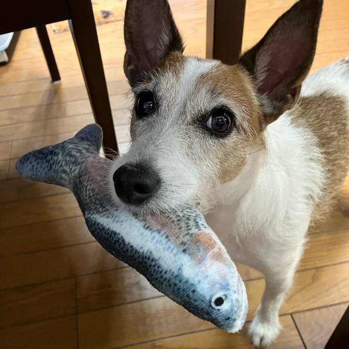 14e7634a 82ee 43e0 a2d4 3b9edf9e5c7d 1665185402841