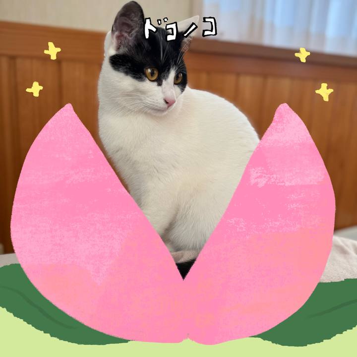 14ea3e4a 0a42 4b6b 802a e6a142f0dc78 1771985191664