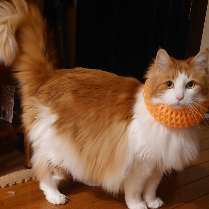 14ea6eba 3706 4f55 a8a2 6e7fcd82cfca 1684157951976