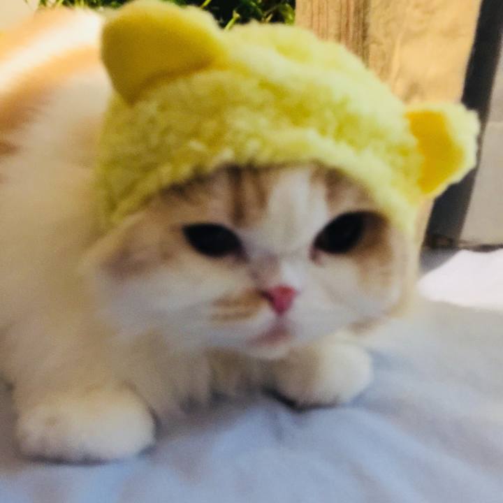 14ed0489 1697 4fe0 a942 e8ce60f9bb69 1532771394548