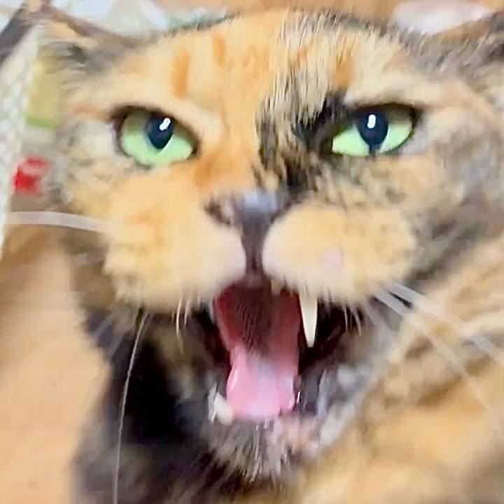 14ed6d1b 6d97 4660 b254 d715e9676a90 1760741986925