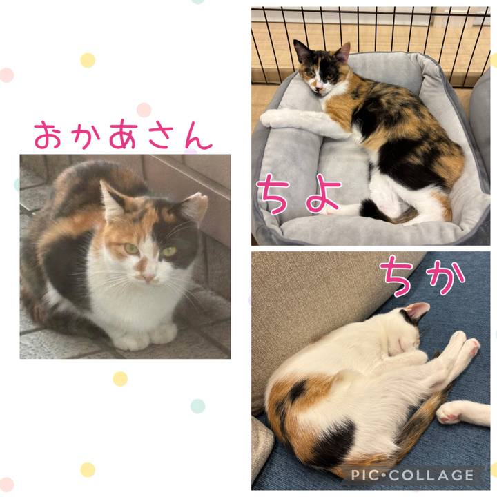 14ee6ede a347 4532 8da1 e5a524760573 1760179837213