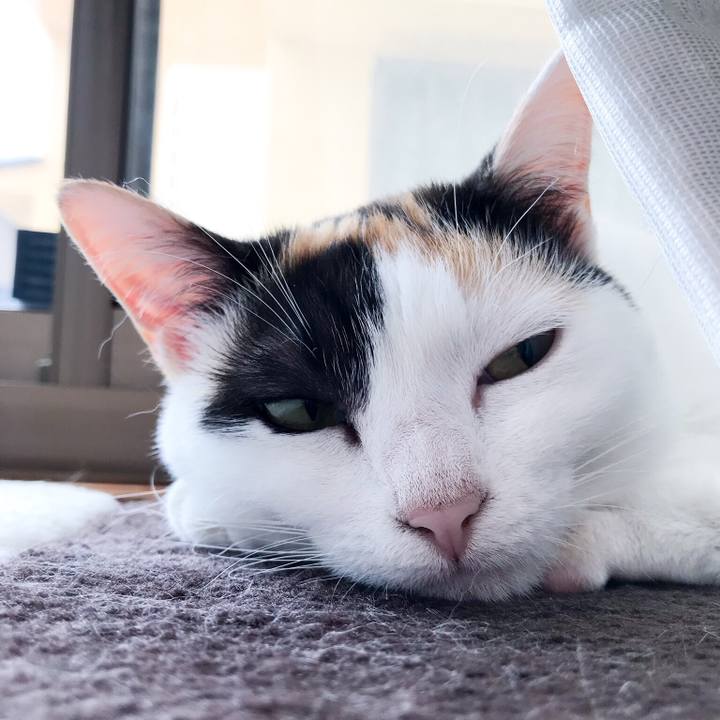 14ef1726 b565 4038 b767 1f0fceedc6fe 1529716813270