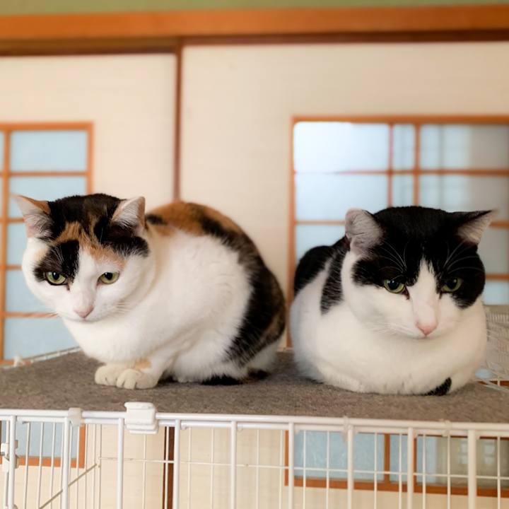 14f102d5 63d1 4e3e a928 6f7586c05c57 1581644281644