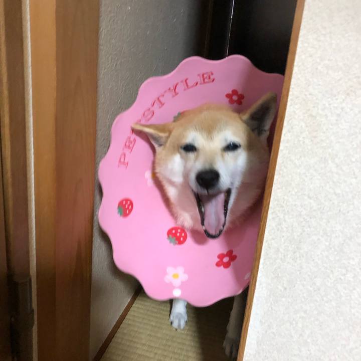 14f296c0 d361 4467 8242 33700b38d810 1575416611852