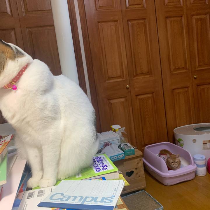 14f38b8b b408 497f bc50 1e7d0cc71b5b 1580075238192