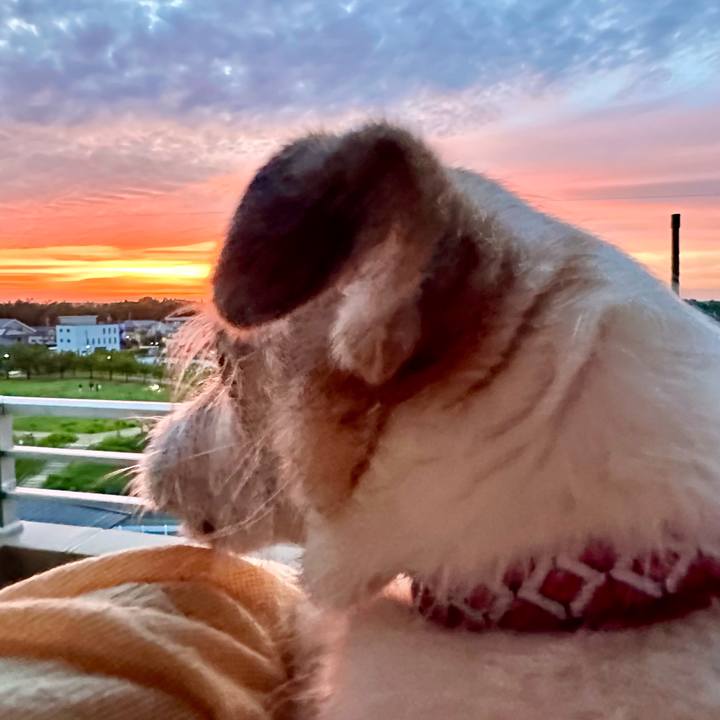 14fae389 52a4 4bc5 b4a0 a6d3d942503a 1716546958320