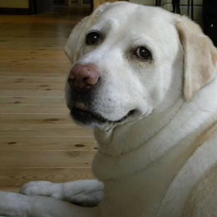 14fbe2b9 0ded 46ba bcc5 17e06b39f7b2 1512302973312