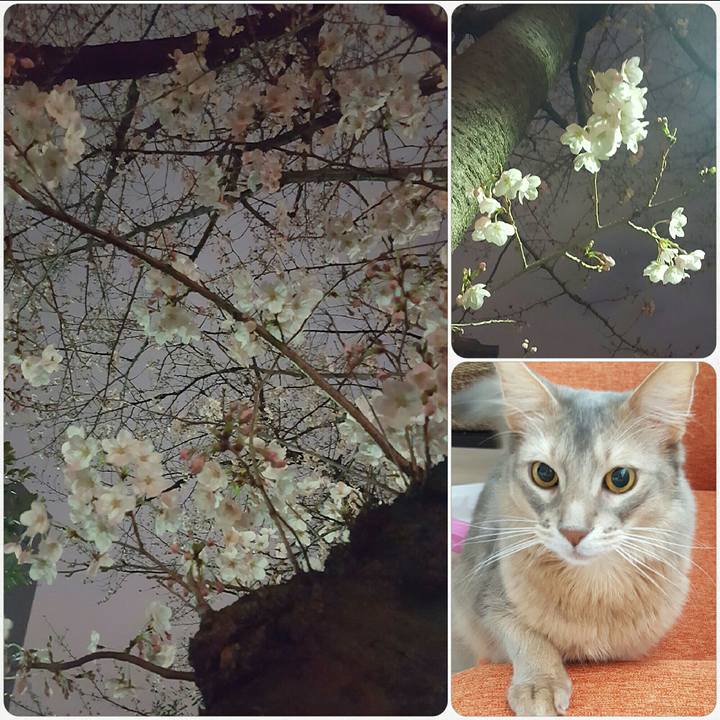 14fdb48d 7110 4f8b 9526 885767f15250 1553323359400