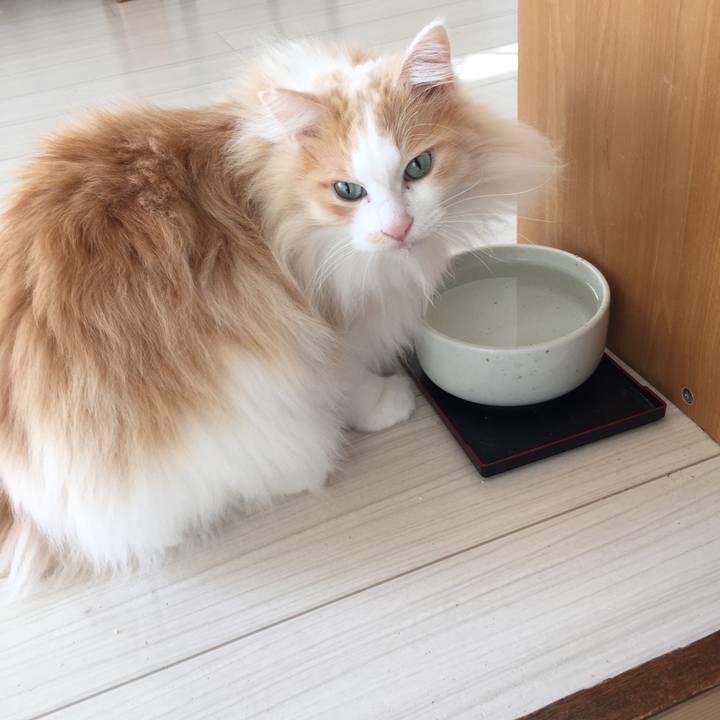 14ff79e3 54fb 4ad8 beb2 0169ae84b00e 1517609609733