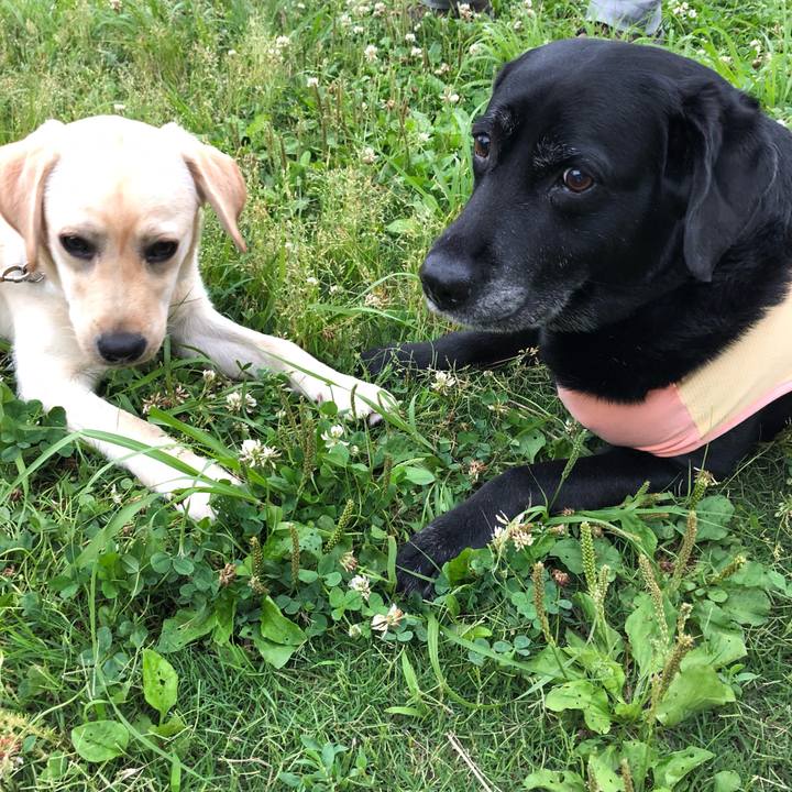 1500e37a e87f 45b0 bbfe 60532fcf492b 1560331333428