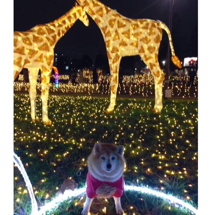 15047bfd 48ee 40b2 8f8a e6493c52560e 1577100960884