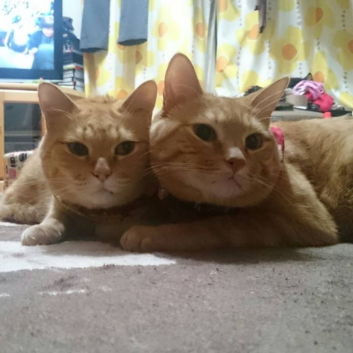 15087e95 3011 4896 a743 723d8f3909b9 1521387750560