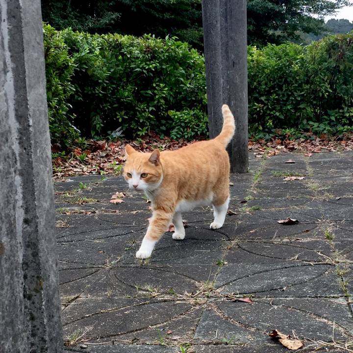 15095083 4132 4689 9593 531ed9c98b1e 1509174427482