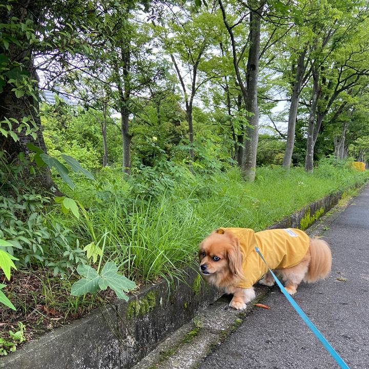 150b41d9 9239 40a4 afa2 ecaefc6eee7f 1594246483489