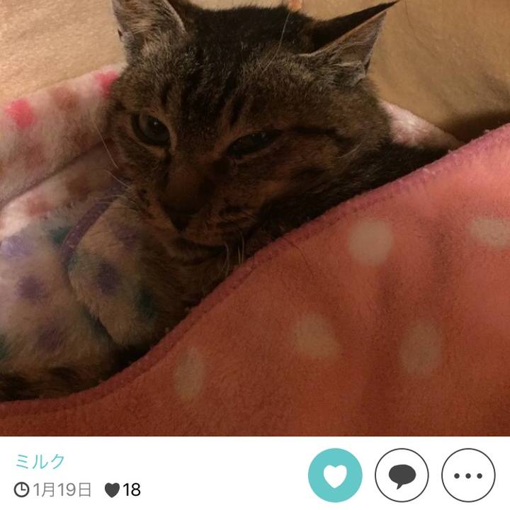 150cc8aa baa8 4e73 b6c0 f40a3a37c80e 1511689789855