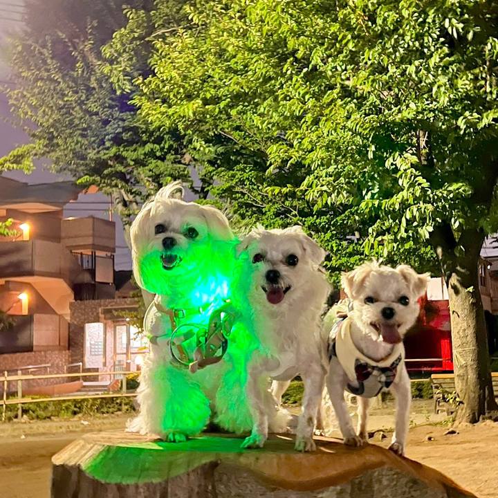 15138a4c 5196 48f2 88f3 0d1fa067a9cb 1690030884112