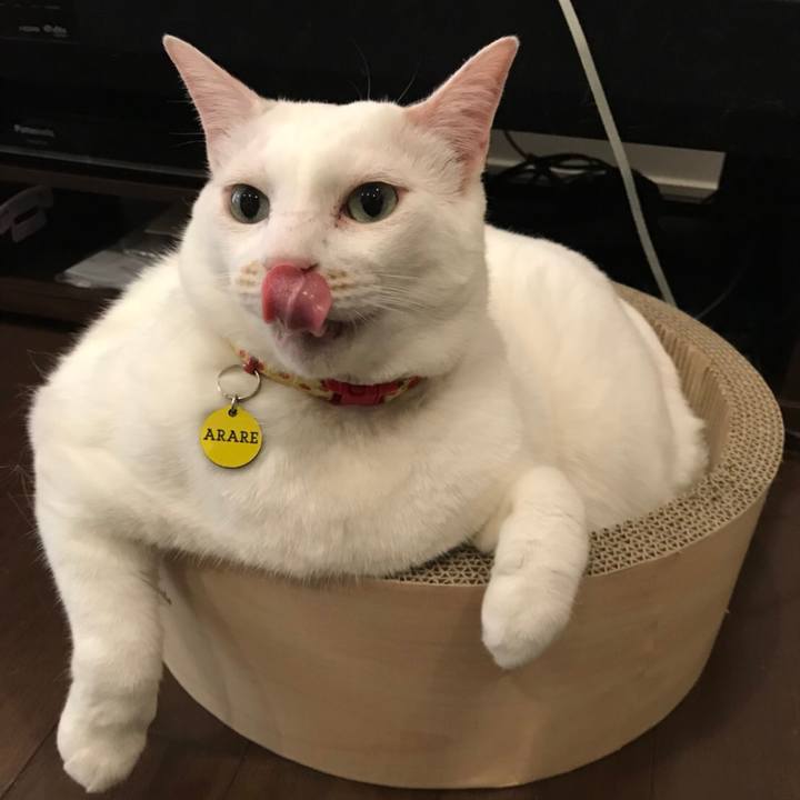 15147f8a 5799 445c 847d 88f6a2d5bbf0 1526735790867