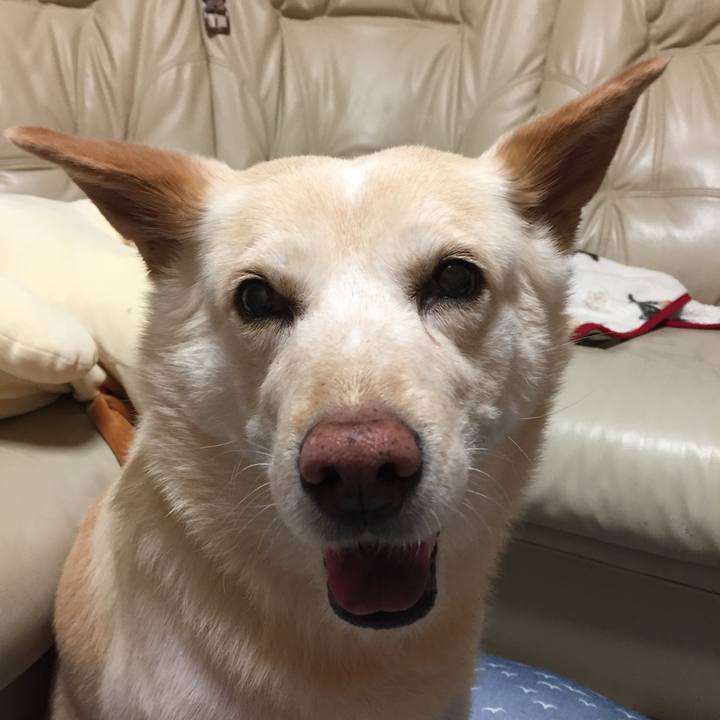 1515f67c ea2c 41e8 b238 65e5d24df0f9 1526475146095