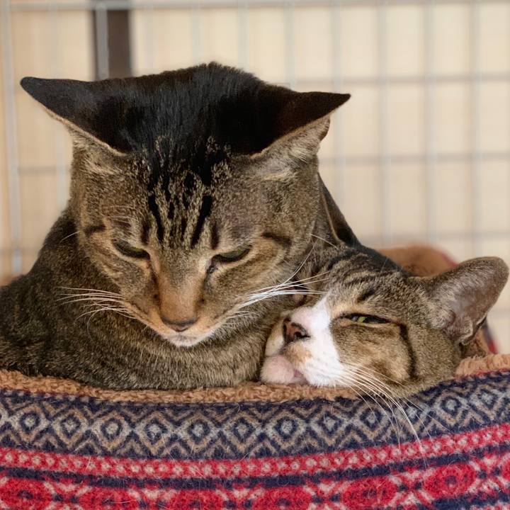 151685f1 6270 4ebc 96a2 40516cef5a8f 1544662593387