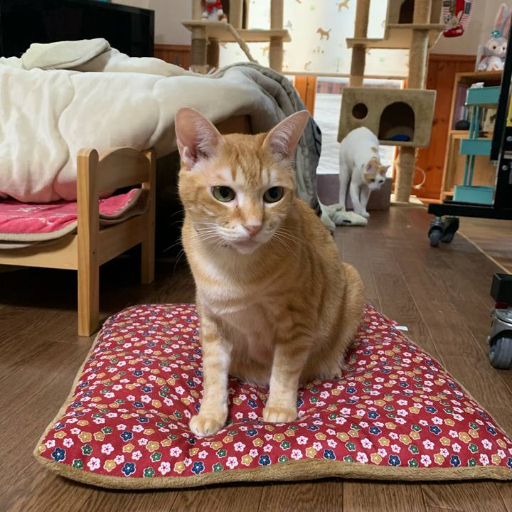 1519246e d482 437c 81bd 237fb71bcac4 1584395374614