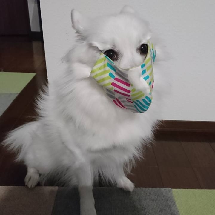 151a350f 7434 4968 9ffe 00f5e2084b0b 1587120025892