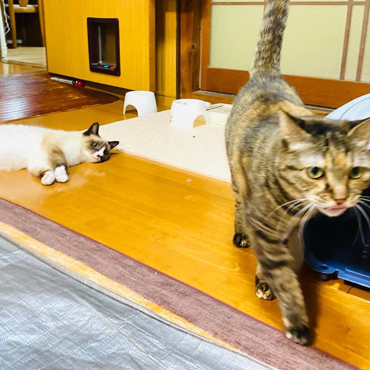 151c450c 8f01 4129 bea6 2c2f82ebec87 1683198894334