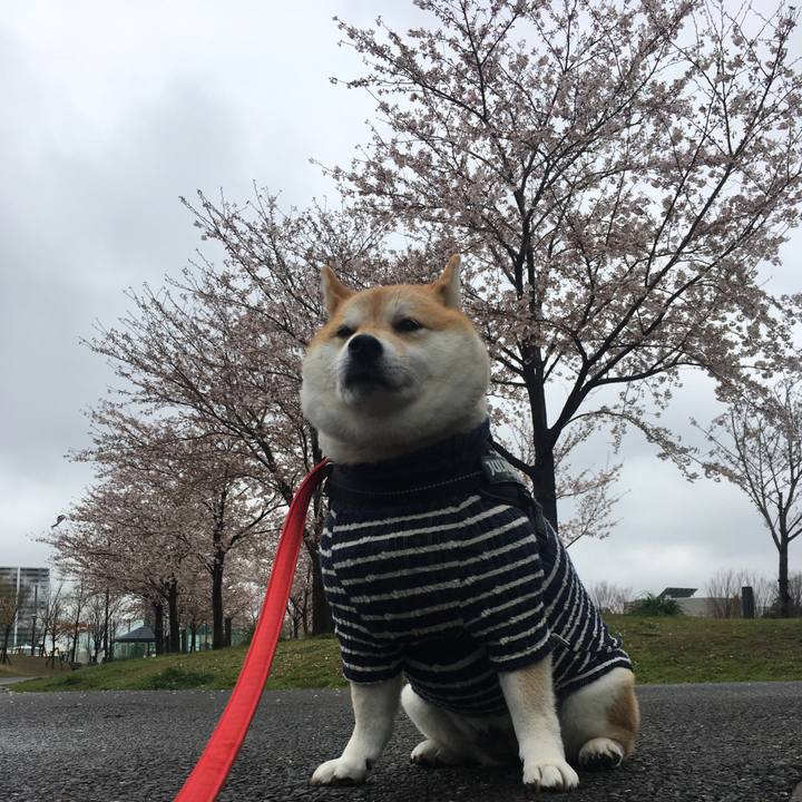 151cf7ff 1904 4ce9 8491 8b2e6ac58b83 1585466442425