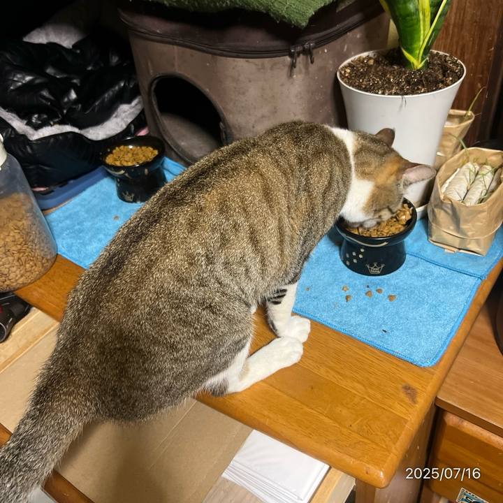 151ea2ad 7788 4cee 8f89 1a8b5156f935 1752617334697