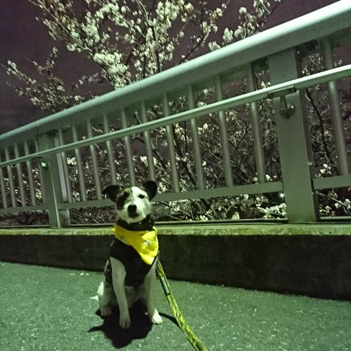 1521567f 0259 48e4 bd4e b02283013296 1521718792909