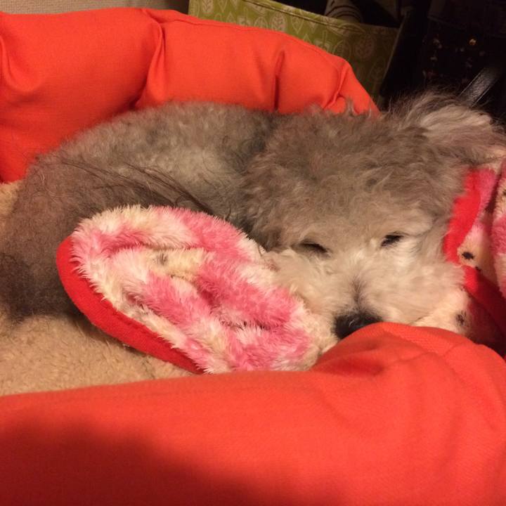 1521a6ae 00f5 4675 ab91 59b70757020f 1512137100636