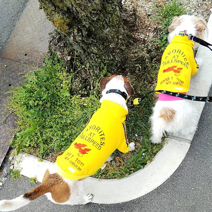 152204e5 9ea2 48ec a1ad a92f4c5be94f 1522582335068