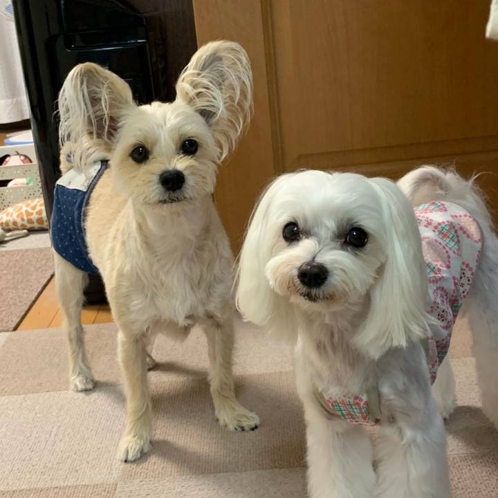 1522396e 05f7 410d adc9 48aabaa0949b 1596629071266