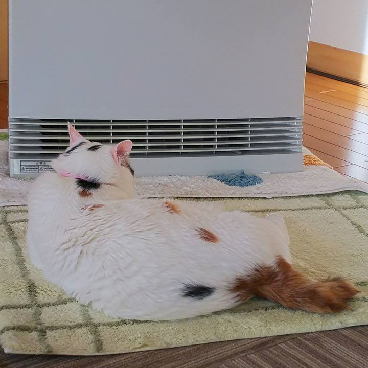 152391a9 b20d 41b4 9421 77853ac21b0a 1512949090785