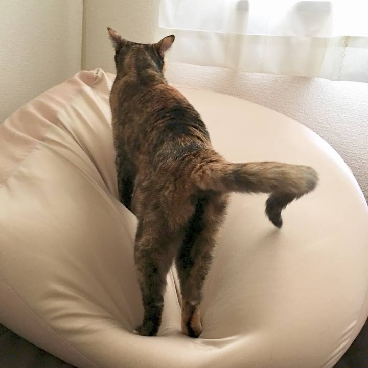 1525568d eabd 43d4 8fed d7f0adaa9085 1538237687345