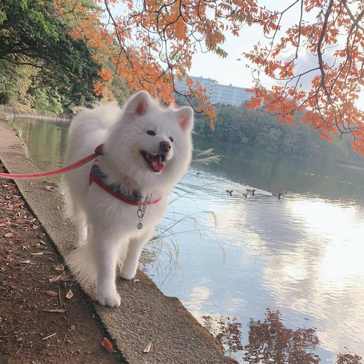 1528c25a d9f4 4749 90f8 0f0d33440303 1605413952487