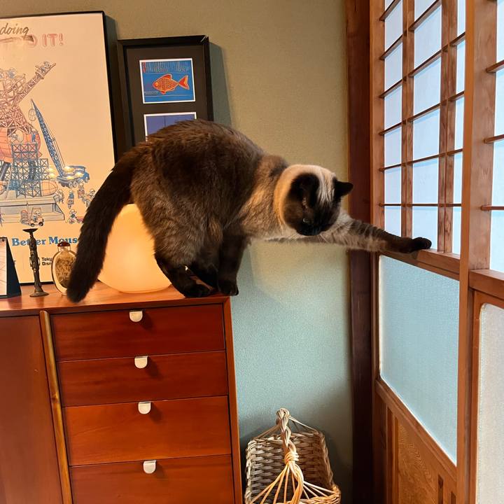 152c4e93 4386 4f3f 8af3 b662707cb4d0 1683804779558