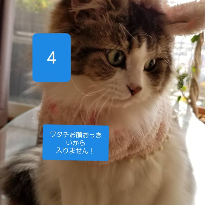 152ced86 fa0f 46e2 bddf c41f42c2a43d 1544354082118