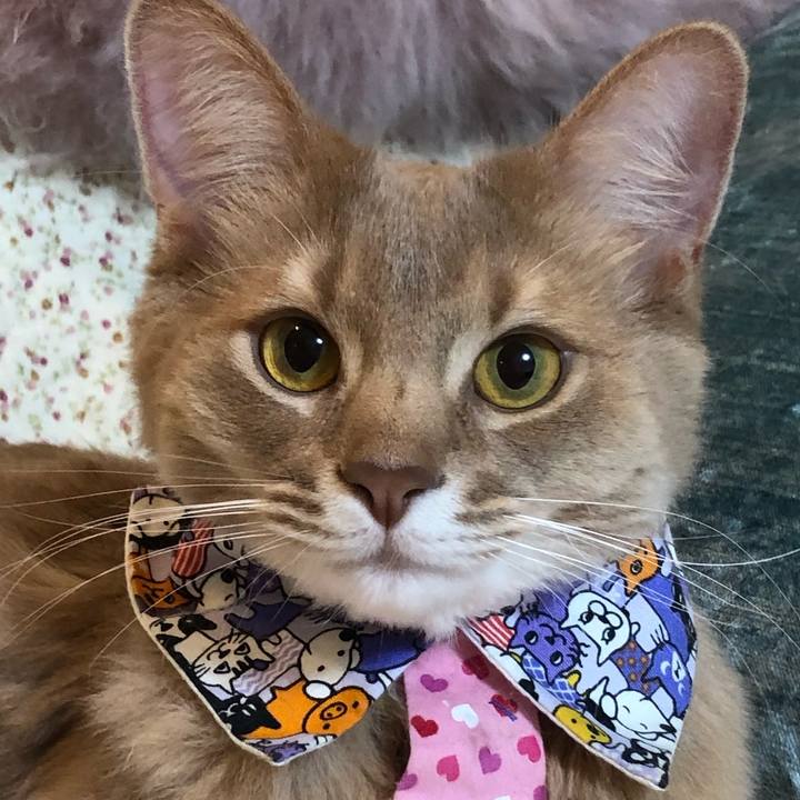 152d4a8b 2f72 48a0 bc66 86fdf981fe14 1584194767149