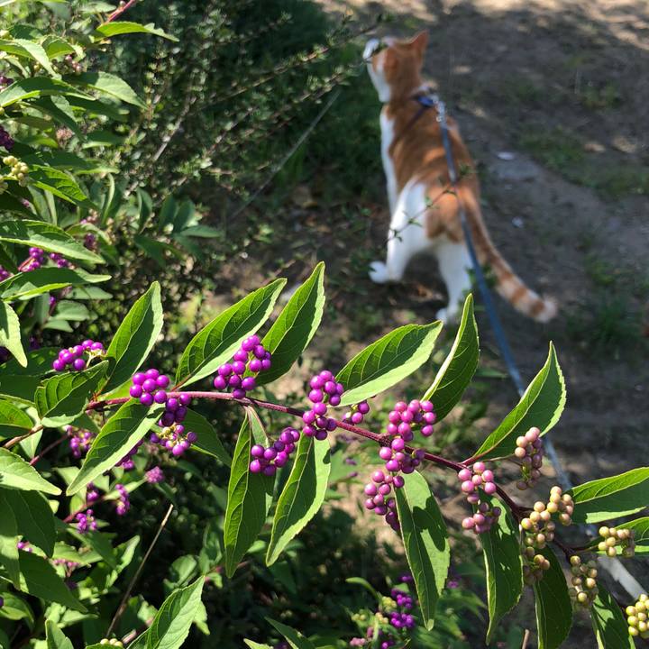 152daf9c bc06 4499 b029 7b282dd36b7b 1538809886158