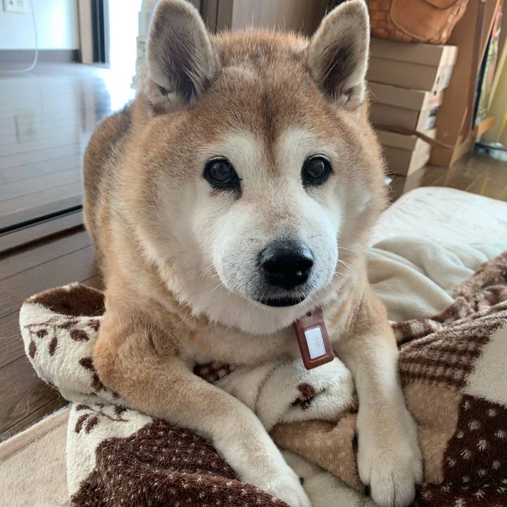 152de233 2812 4035 a4f6 f21e1ff4e2a2 1604810341129