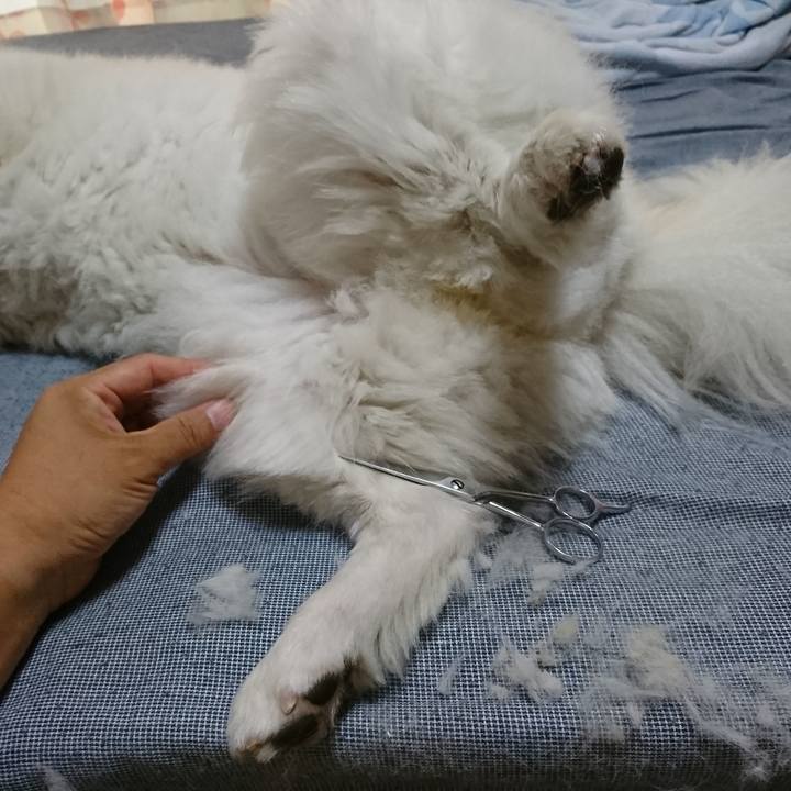 152e3bb6 67bc 4009 89e2 e33188fd2dde 1534386169247