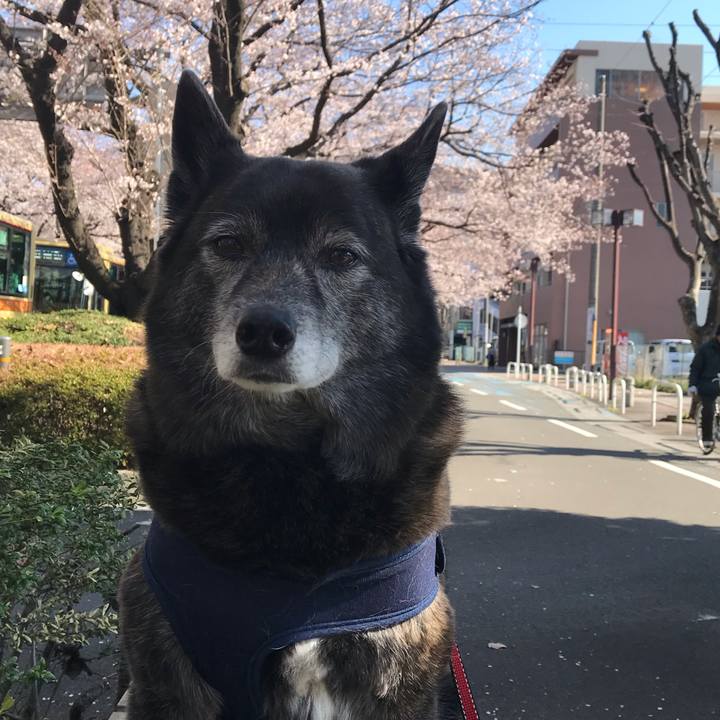 152fd70f 0152 4029 b4f2 d0d90759b00c 1554446650866