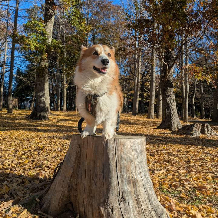 1532a8c9 342d 4bc6 9b9f 25b5e75259c7 1764894401109