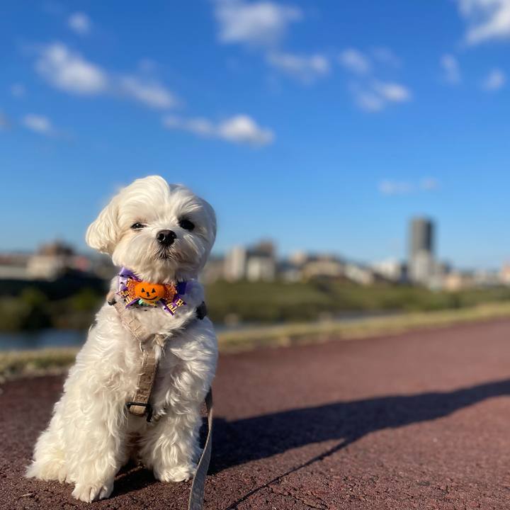 1533e837 63b6 4b7f b4c0 21ffd9ea625a 1761720609377