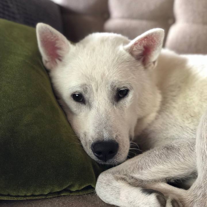 1533ea91 68dc 444a 90e1 98a2a7d2876b 1532144450775